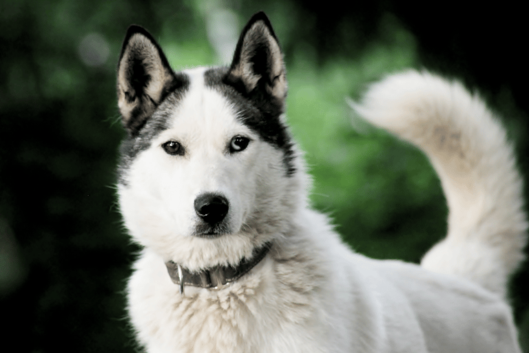 Pyhätunturi: Husky-Safari mit FarmbesuchHuskysafari 30 Minuten und Bauernhofbesuch