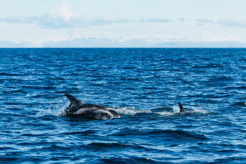 Reykjavik : Tour en bateau pour observer les baleines