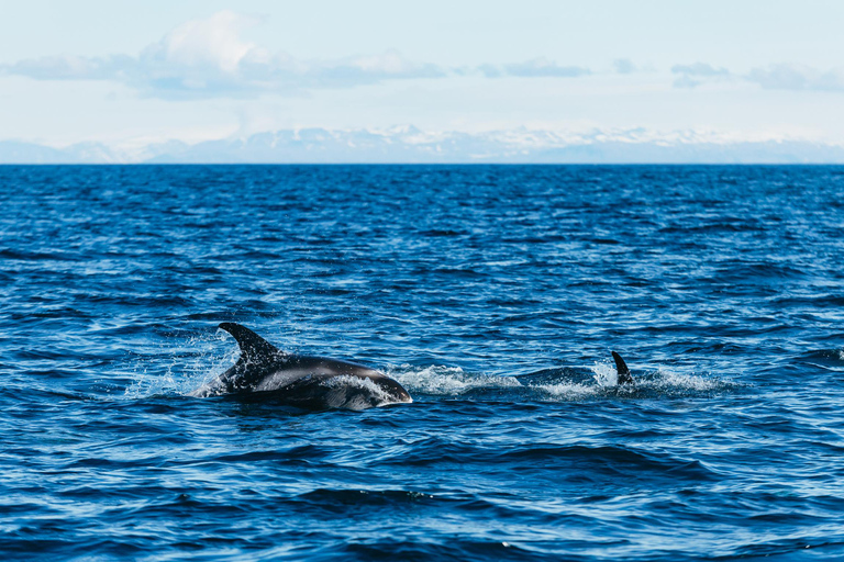 Reykjavik: Valskådningstur med RIB-båt