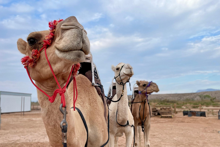 Las Vegas: Desert Camel Ride