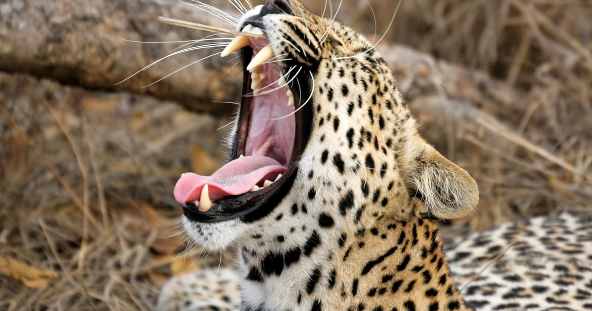 Vanuit Ella Yala National Park Safaritocht In Een X Getyourguide