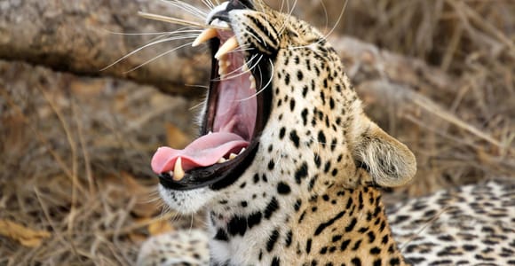 Hikkaduwa/Galle/Weligama/Mirissa/Tangalle: Yala-Safari-Tour