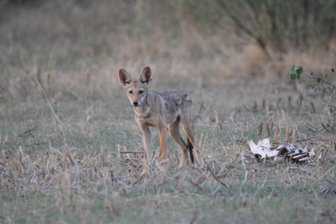 Addis Abeba: 2-tägige Wildtiersafari im Awash-Nationalpark