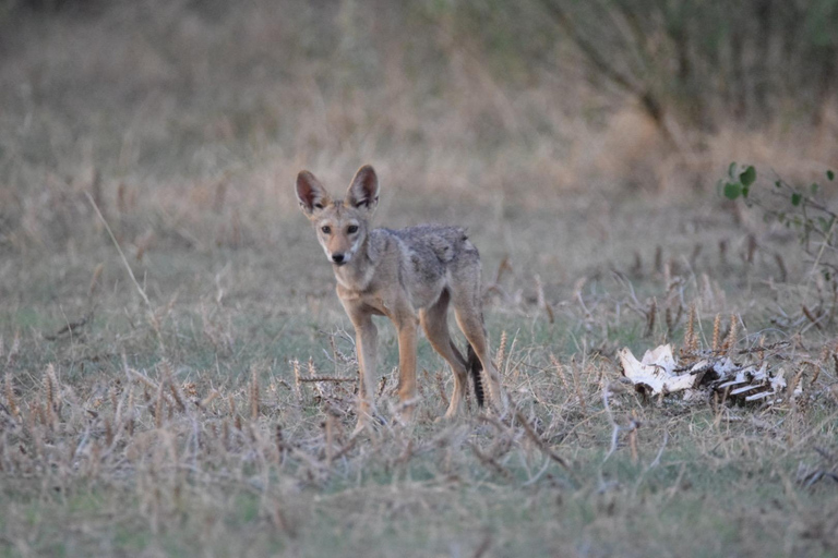 Addis Abeba: 2-tägige Wildtiersafari im Awash-Nationalpark