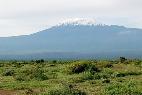 Nairobi: Amboseli National Park Day Trip with Game Drive