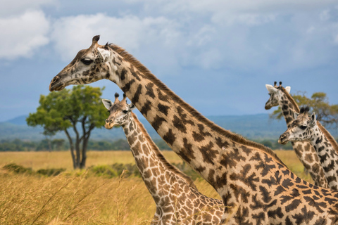 Från Zanzibar: Mikumi Safari med tvåmotorigt flygplan + lunchMikumi Safari – utan transfer