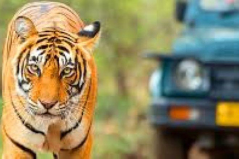 Delhi: tour della riserva di tigri di Sariska con pranzo a 5 stelleDelhi: Tour della Riserva delle Tigri di Sariska con pranzo a 5 stelle