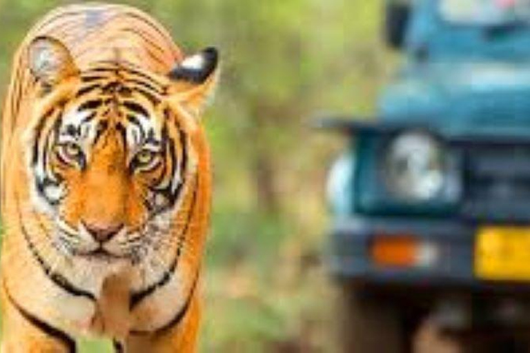 Delhi: tour della riserva di tigri di Sariska con pranzo a 5 stelleDelhi: Tour della Riserva delle Tigri di Sariska con pranzo a 5 stelle