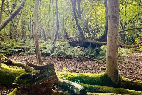 Zanzibar: Zipline Adventure At Masingini Forest Zanzibar: Zipline Adventure At Masingini Forest