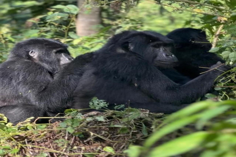 3 dagars bergsgorillatrekking med start från Entebbe slutar i Kigali