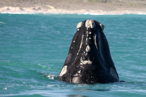 Excursion d'une journée sur la route des baleines
