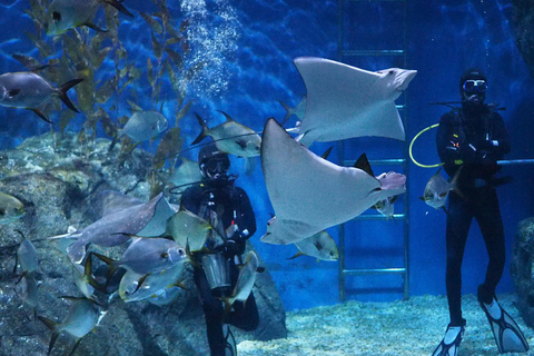 بانكوك: تذكرة دخول سي لايف بانكوك ومتحف مدام توسوتواريخ الذروة في نفس اليوم