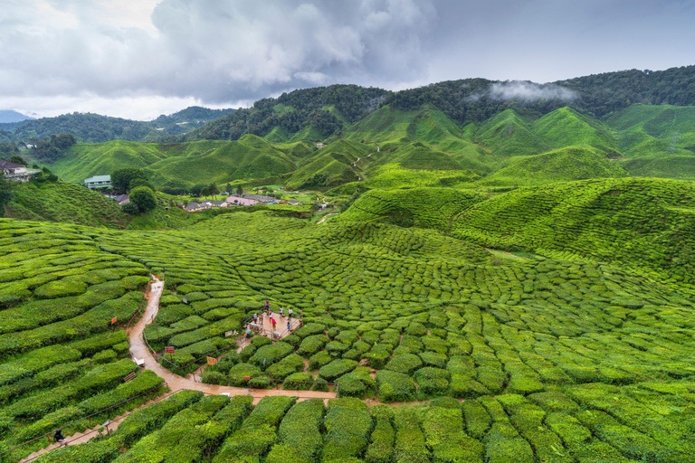 From Kuala Lumpur: Cameron Highlands Tour with Lunch From Kuala Lumpur: Cameron Highlands Day Trip Without Lunch