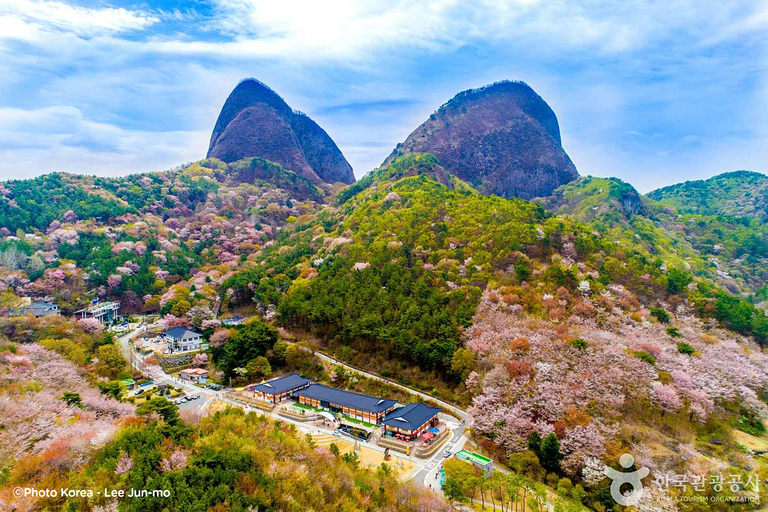 Seúl: Excursión de un día por la floración de los cerezos de primavera en CoreaGwangyangMaehwa y Jeonju desde la salida 8 de la calle Hongdae