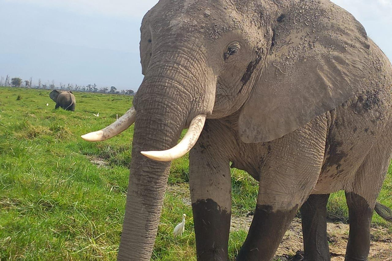 OVER NIGHT AMBOSELI PARK FROM NAIROBI BUDGET SAFARI.
