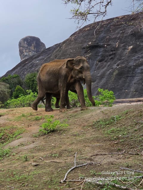 Bentota/Aluthgama/Ahungalla'dan Udawalawe Safari Günübirlik Turu ...