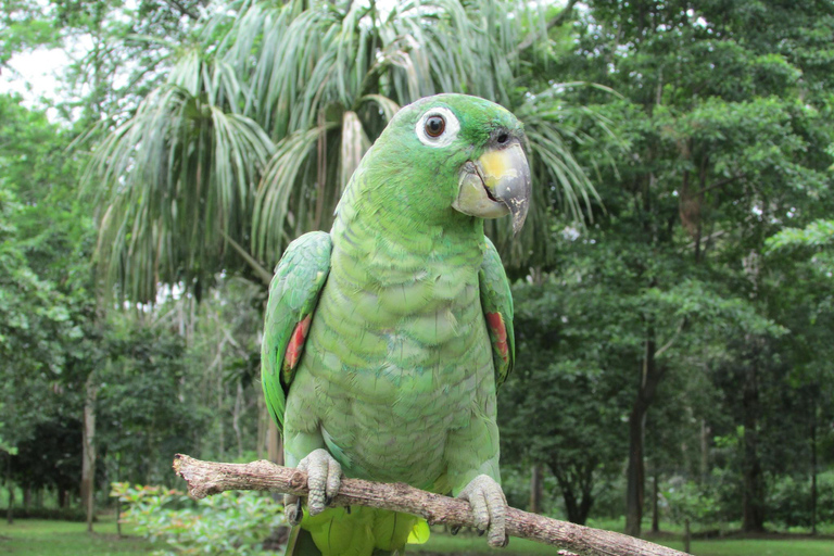 Från Iquitos || Utflykt till Monkey Island Hela dagen ||