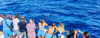 Gran Canaria，双体船海豚手表浮潜 - Housity