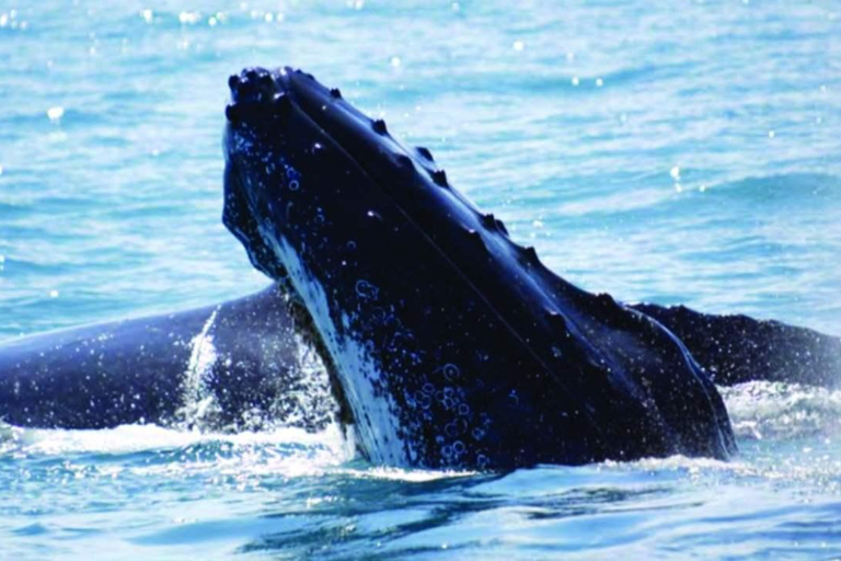 Punta Cana: Whale Watching, Cayo Levantado & Waterfall