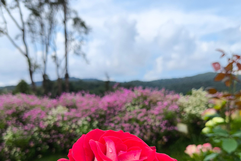 Chiang Mai: Pro Private Driver Service with Custom Itinerary