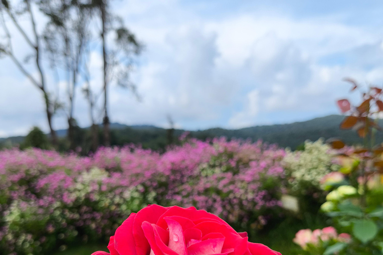 Chiang Mai: Pro Private Driver Service with Custom Itinerary