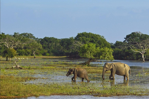 Yala Safari Experience from Ahungalla,Bentota,Beruwella,
