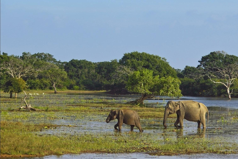 Yala Safari Experience from Ahungalla,Bentota,Beruwella,