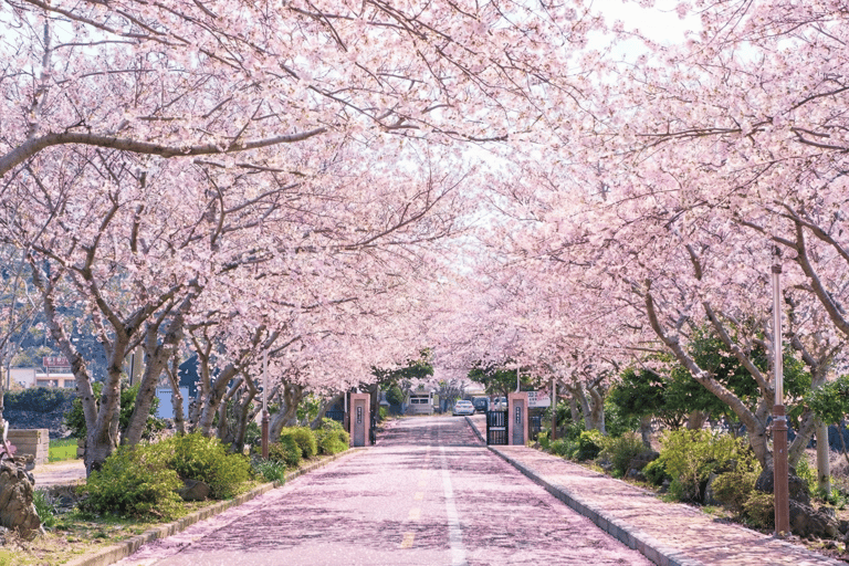 Jeju: Cherry Blossom Tour with Hotel Pickup Jeju cherry Blossom Season Tour : Small Group [Hotel P-up]