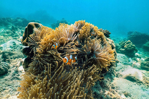 Krabi: tour delle 4 isole e del banco di sabbia di Thale Waek in motoscafo