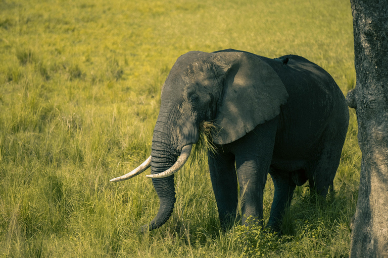 Mwea National Reserve Full-Day Safari from Nairobi