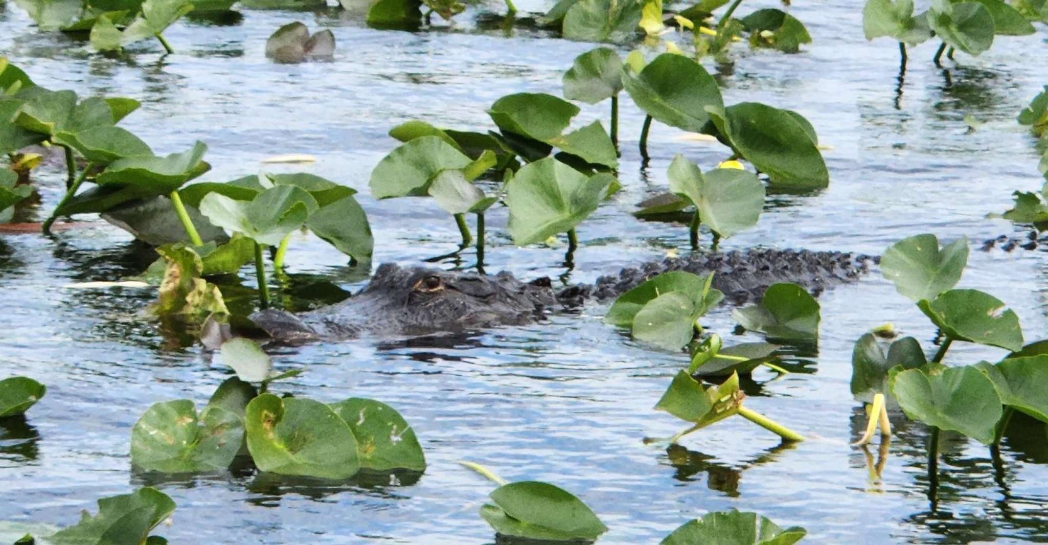 Miami: Everglades Airboat, Gator Encounter & Bus Transfer photo 9