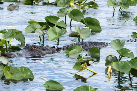 Miami: Everglades Airboat, Gator Encounter & Bus Transfer
