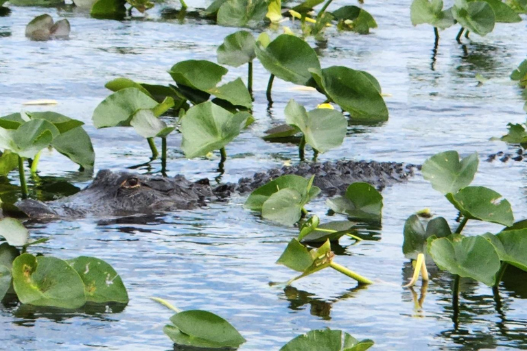 Miami: Everglades Airboat, Gator Encounter & Bus Transfer