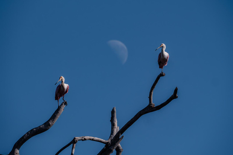 São Paulo: 3-Day Eco Safari Experience in the Pantanal