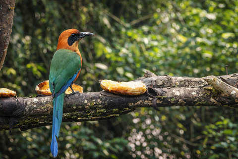 From Quito: 2-Day Mindo Cloud Forest Birdwatching Tour