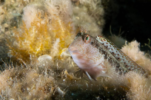 Portofino : plongée sous-marine au départ de Gênes