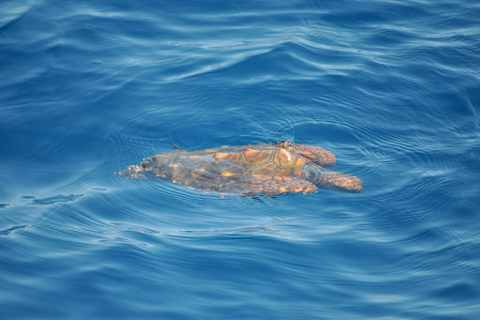 New: Into the Wild - 3H w/Marine Biologists - dolphins &more