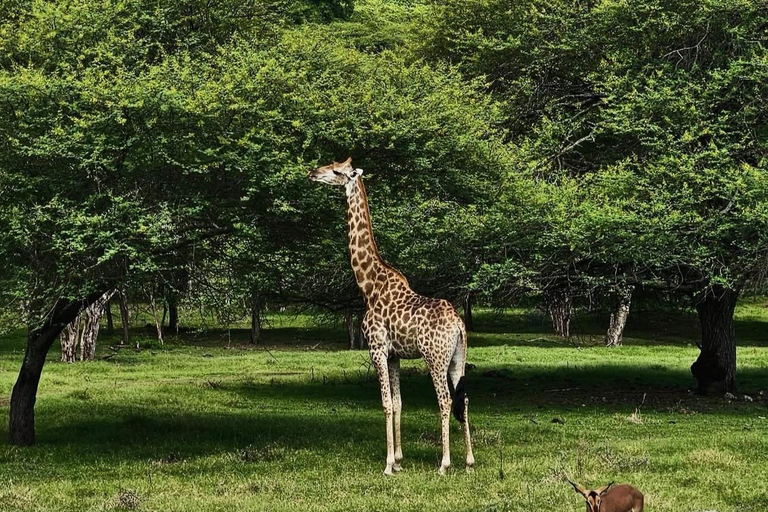 South Discovery :Wild Life Safari at Casela Park with Lunch