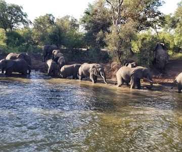 SAFARI GAME DRIVE & RHINO WALK