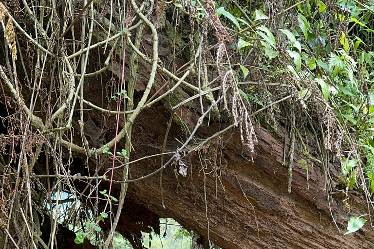 1-Day Rwanda Gorilla Trekking Volcanoes National Park
