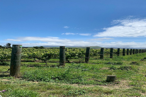 Christchurch: Waipara Valley Wine Tour with Tastings