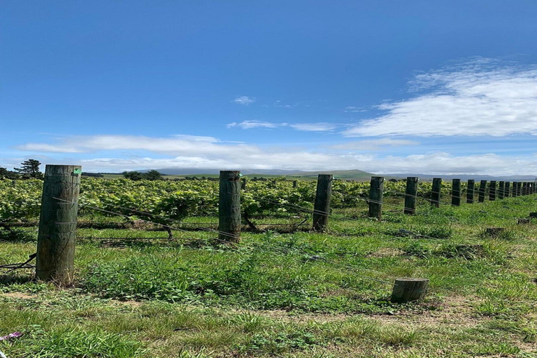 Christchurch: Waipara Valley Wine Tour with Tastings