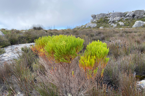 Robben Island Tour & Table Mountain guided Tour