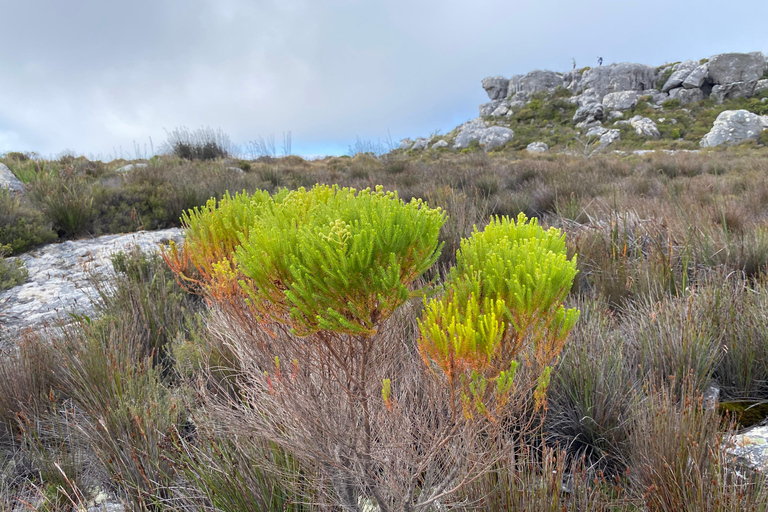 Robben Island Tour & Table Mountain guided Tour
