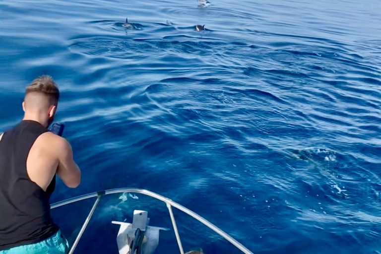 Malaga: Benalmádena Coast Dolphin Watching Boat Trip