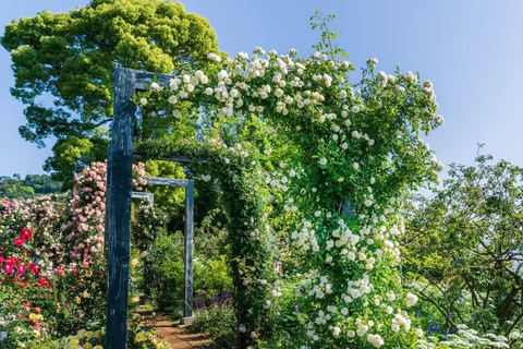 Shizuoka: ACAO FOREST Ticket & Digital Nature Guide