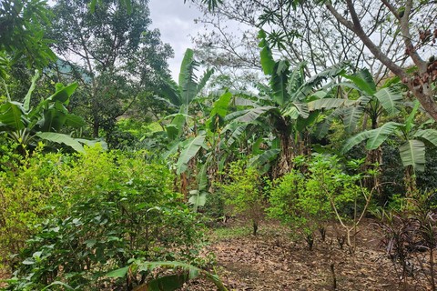 Cusco: 2-Day Coffee & Cacao Farm Stay Experience