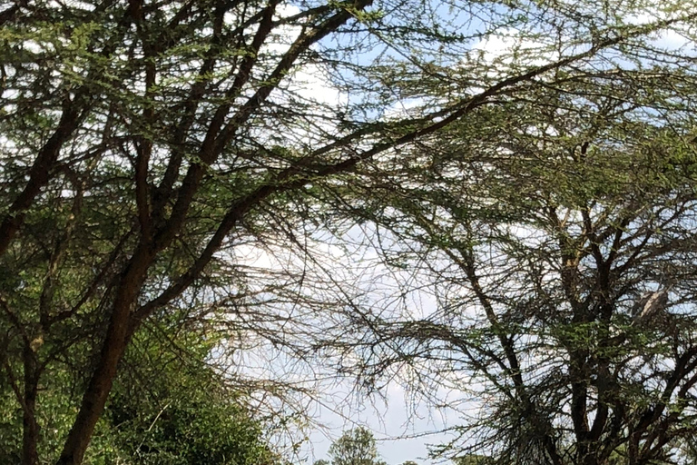 Nairobi Park, olifantenopvangcentrum en giraffencentrum tourZonder toegangsbewijs