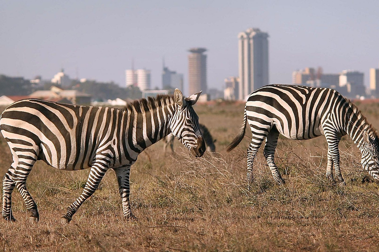 Halve dag Nairobi Nationaal park