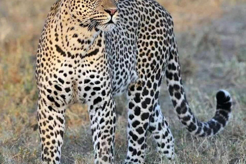 From Zanzibar: Selous Game Reserve Day Safari with Lunch